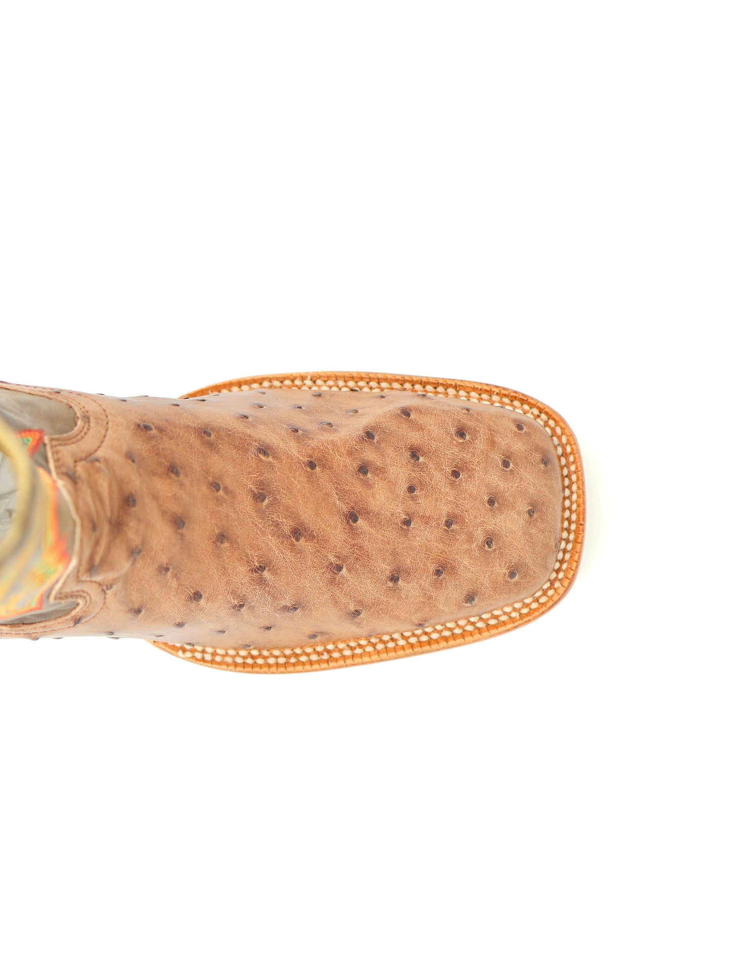 R. Watson  Full Quill Ostrich