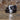 Leegin C14258 Thunder Belt - Circle A